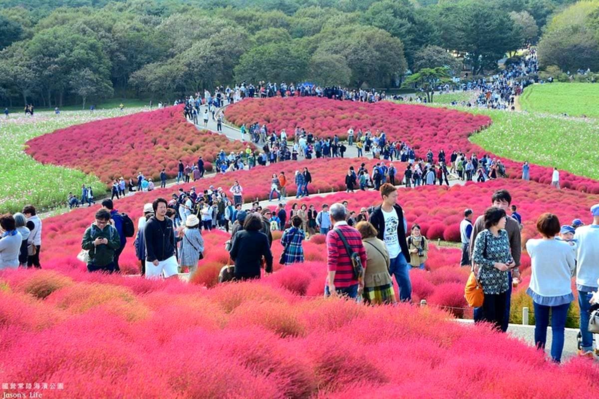 秋季限定「毛絨絨美景」!萬坪祕境公園打卡「千株波波草」,整片紅通通拍到飽 秋季限定「毛絨絨美景」!萬坪祕境公園打卡「千株波波草」,整片紅通通拍到飽