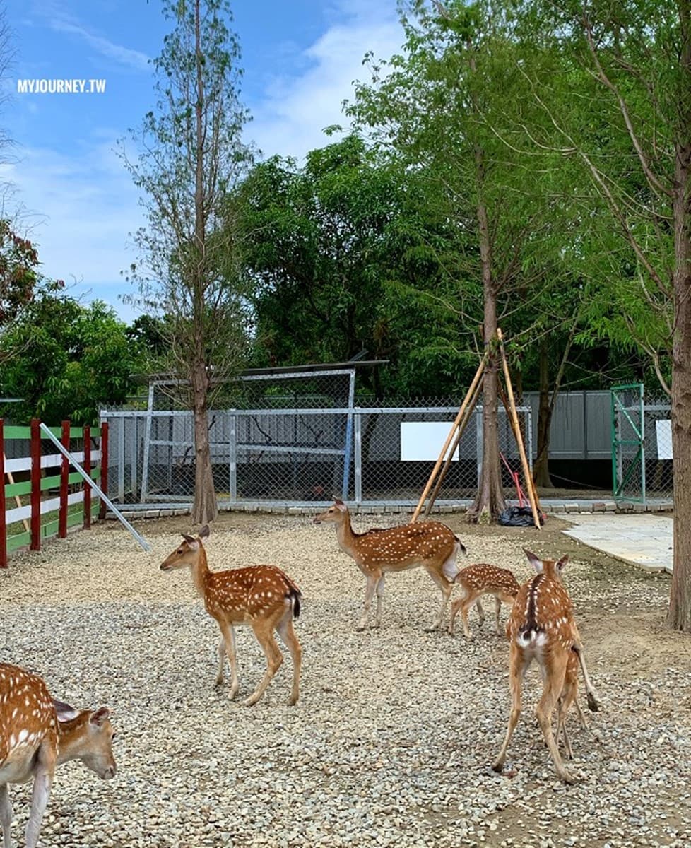 兒童只要150元!嘉義全新「萌寵親子農場」開放,免費餵動物、玩遊樂設施 兒童只要150元!嘉義全新「萌寵親子農場」開放,免費餵動物、玩遊樂設施