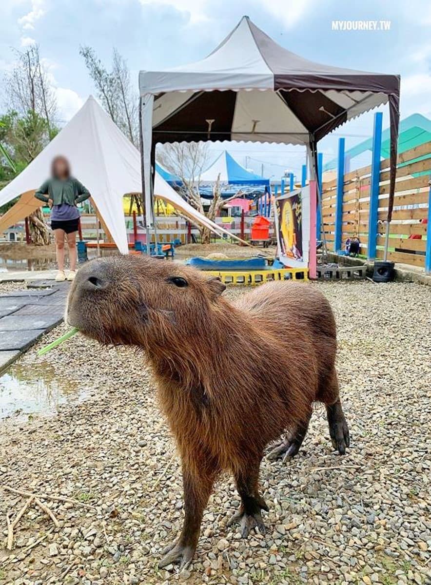 兒童只要150元!嘉義全新「萌寵親子農場」開放,免費餵動物、玩遊樂設施 兒童只要150元!嘉義全新「萌寵親子農場」開放,免費餵動物、玩遊樂設施