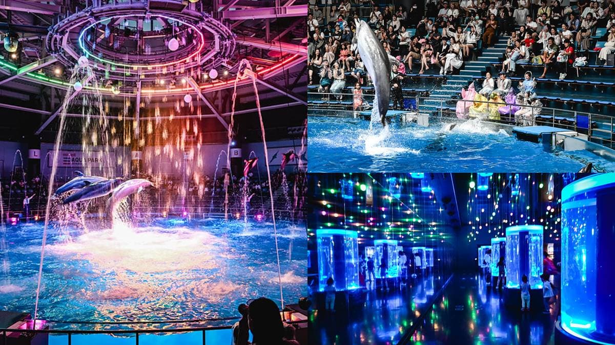 親子旅遊必去!最炫科技「夢幻水族館」,超美「海豚聲光音樂秀」必看