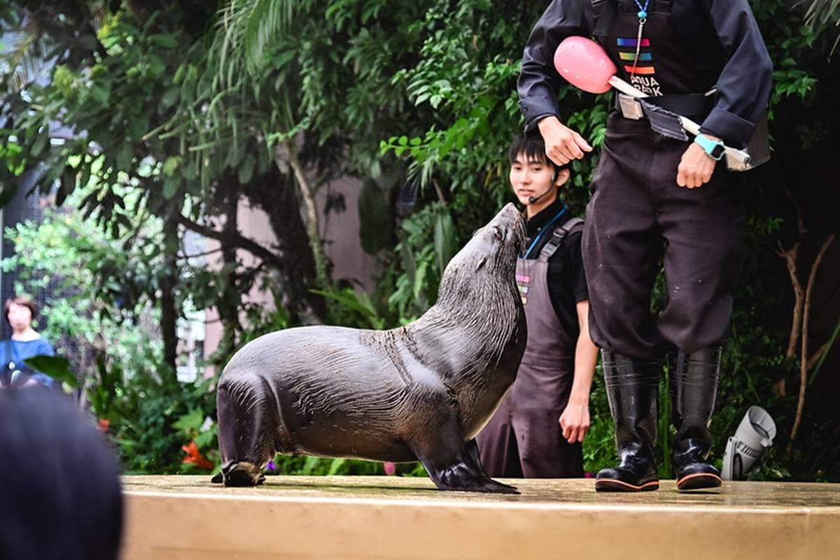 親子旅遊必去!最炫科技「夢幻水族館」,超美「海豚聲光音樂秀」必看 親子旅遊必去!最炫科技「夢幻水族館」,超美「海豚聲光音樂秀」必看