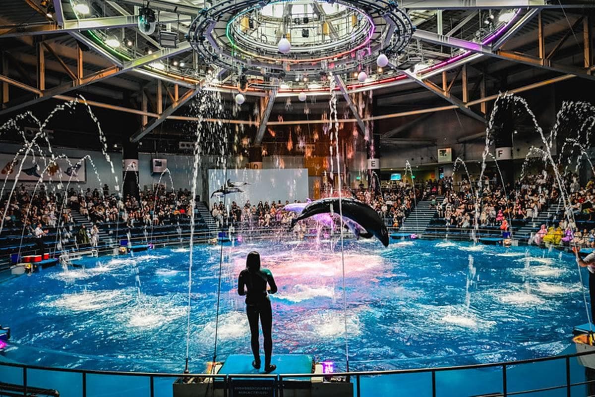 親子旅遊必去!最炫科技「夢幻水族館」,超美「海豚聲光音樂秀」必看 親子旅遊必去!最炫科技「夢幻水族館」,超美「海豚聲光音樂秀」必看