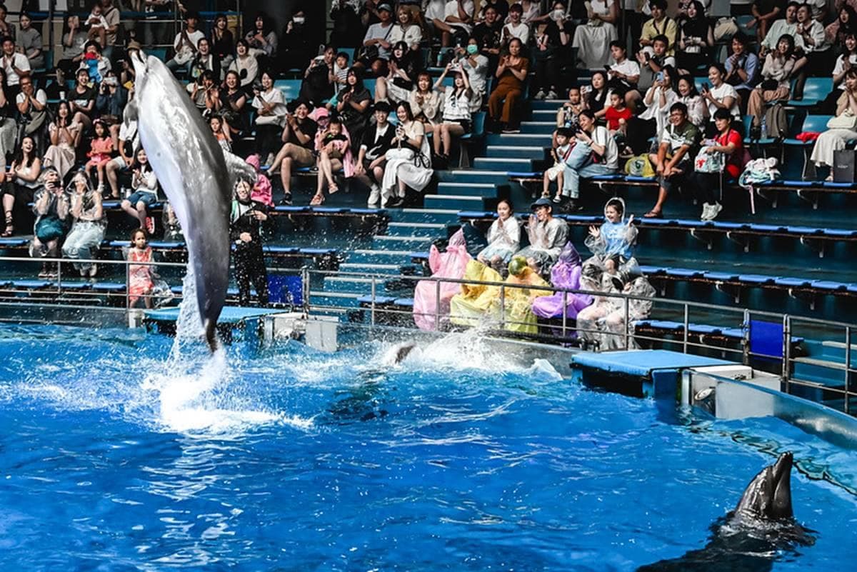 親子旅遊必去!最炫科技「夢幻水族館」,超美「海豚聲光音樂秀」必看 親子旅遊必去!最炫科技「夢幻水族館」,超美「海豚聲光音樂秀」必看