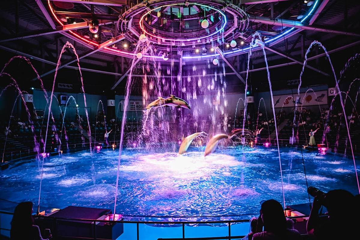 親子旅遊必去!最炫科技「夢幻水族館」,超美「海豚聲光音樂秀」必看 親子旅遊必去!最炫科技「夢幻水族館」,超美「海豚聲光音樂秀」必看