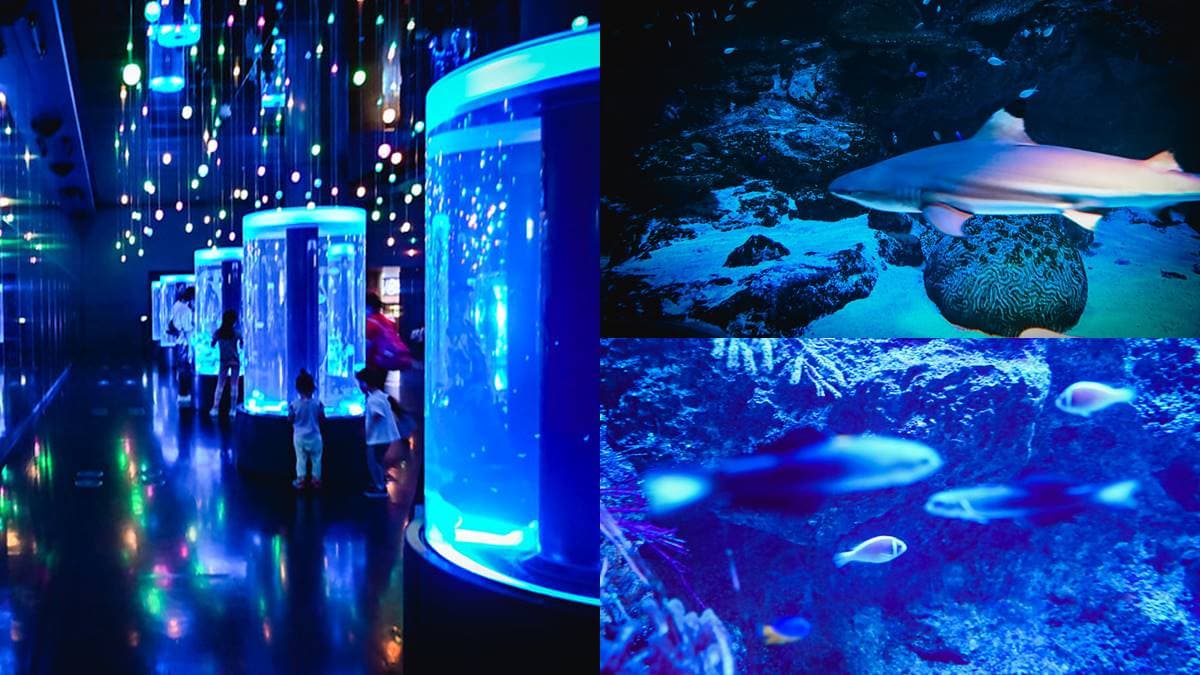 親子旅遊必去!最炫科技「夢幻水族館」,超美「海豚聲光音樂秀」必看 親子旅遊必去!最炫科技「夢幻水族館」,超美「海豚聲光音樂秀」必看