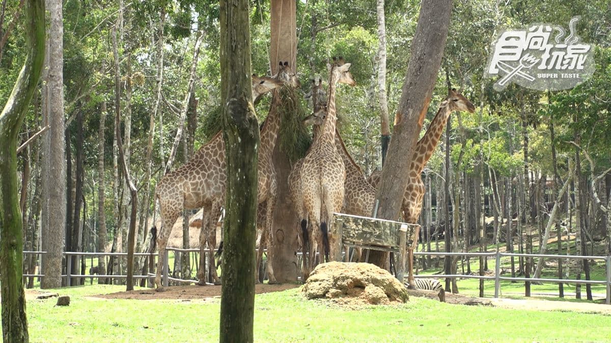 Vinpearl Safari Phú Quốc img