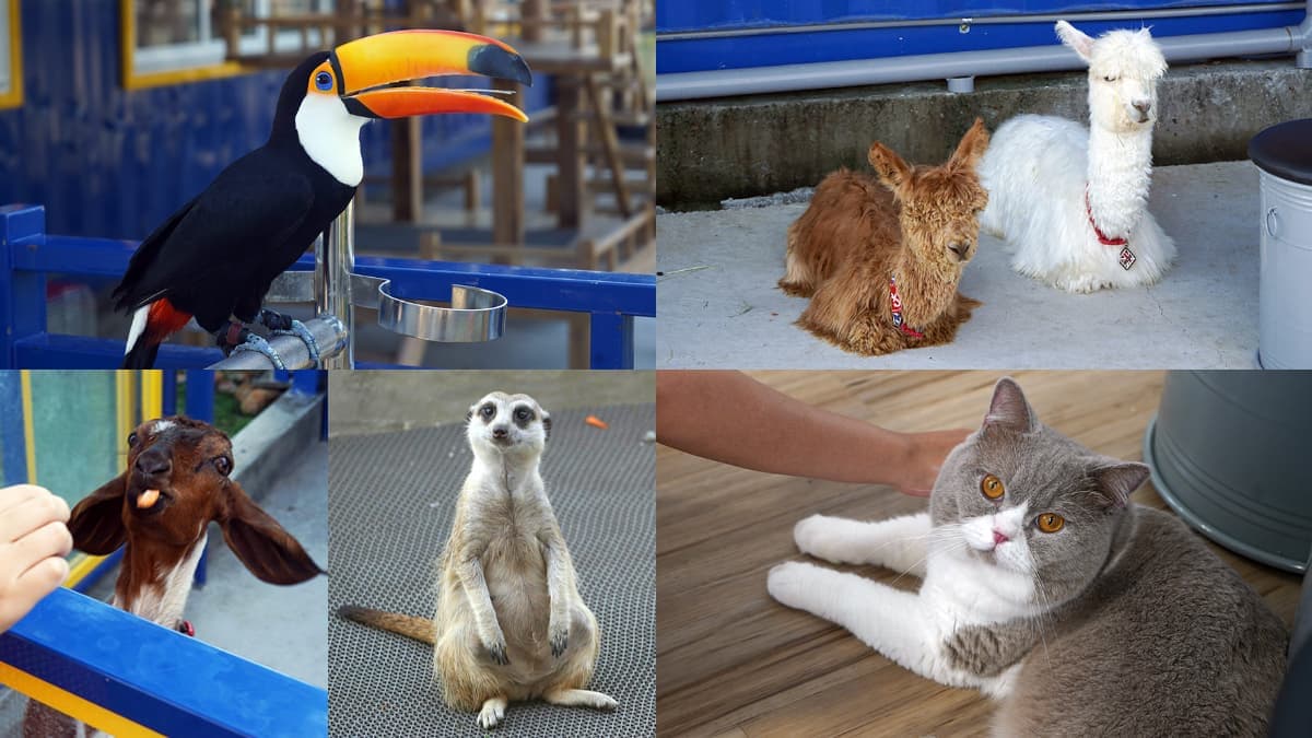 高雄「萌寵迷你動物園」!近距離互動狐獴、草泥馬,還有狗狗、貓貓也集合