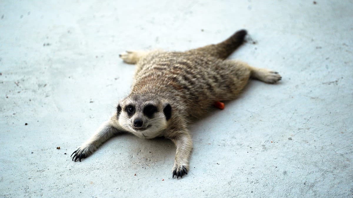 高雄「萌寵迷你動物園」!近距離互動狐獴、草泥馬,還有狗狗、貓貓也集合 高雄「萌寵迷你動物園」!近距離互動狐獴、草泥馬,還有狗狗、貓貓也集合