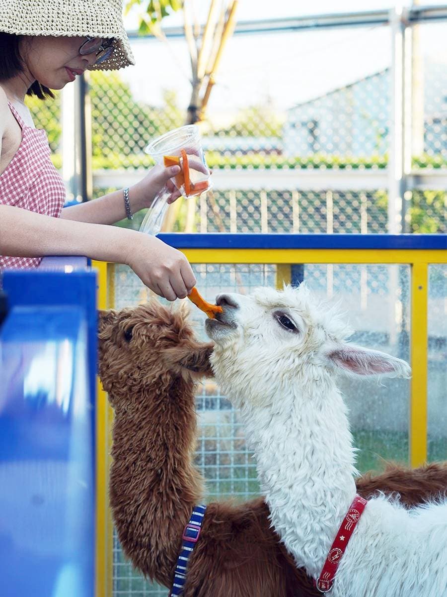 高雄「萌寵迷你動物園」!近距離互動狐獴、草泥馬,還有狗狗、貓貓也集合 高雄「萌寵迷你動物園」!近距離互動狐獴、草泥馬,還有狗狗、貓貓也集合