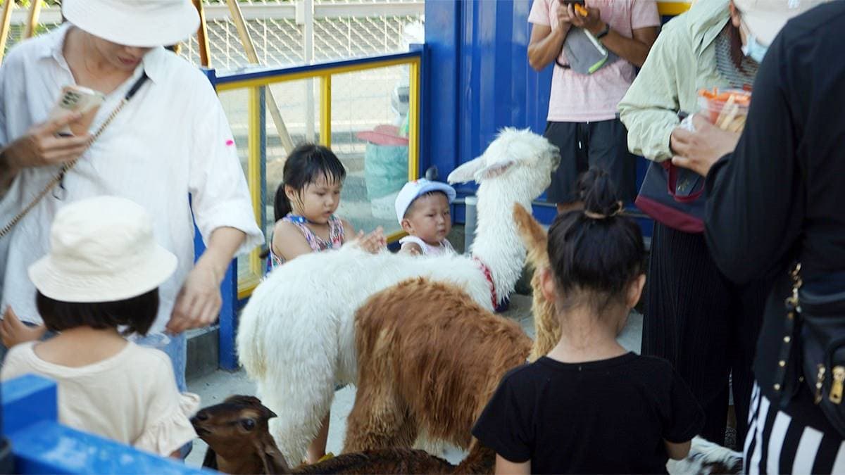 高雄「萌寵迷你動物園」!近距離互動狐獴、草泥馬,還有狗狗、貓貓也集合 高雄「萌寵迷你動物園」!近距離互動狐獴、草泥馬,還有狗狗、貓貓也集合