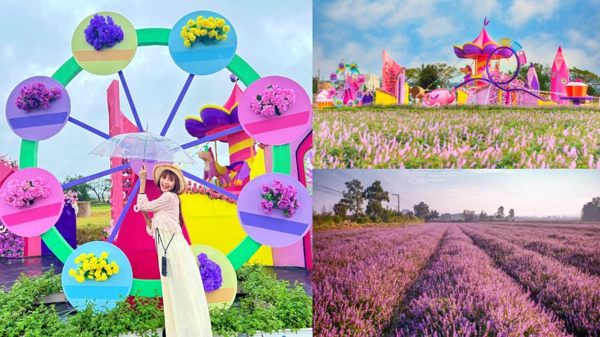 超夢幻「台版普羅旺斯」在桃園!浪漫紫色花海倒數1週快衝,免費接駁車可到