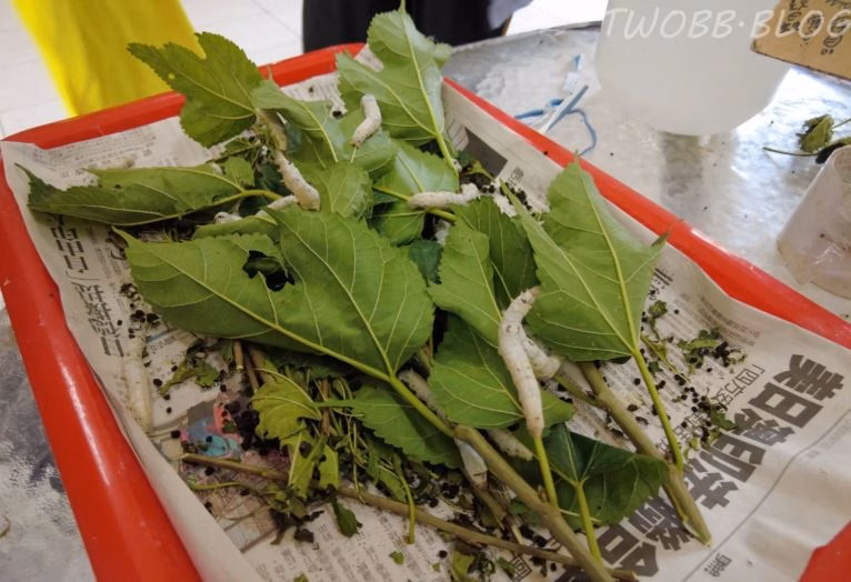 苗栗親子景點推薦Top20:三義木雕彩繪DIY、海盜船主題公園、暢飲彈珠汽水 苗栗親子景點:泉明蠶寶寶生態教育農場