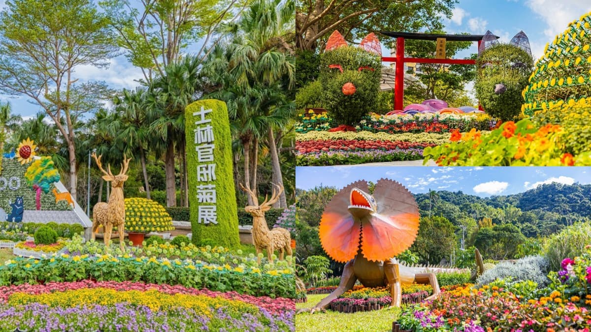 限時免費參觀!史上最美「士林官邸菊展」開跑,14大展區、15萬盆花卉齊放