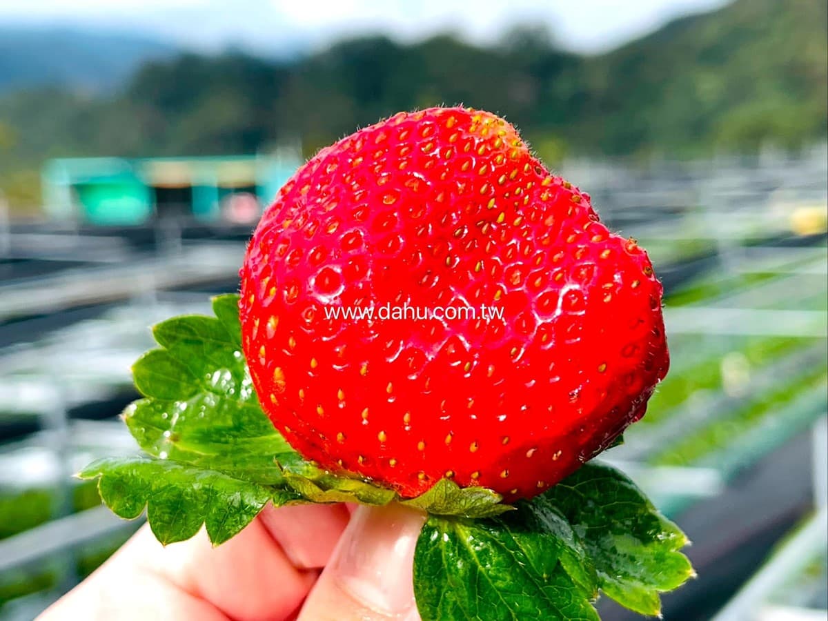 免費入園任你採!苗栗大湖5家好評草莓園:稀有白草莓、自採價格、品種介紹 免費入園任你採!苗栗大湖5家好評草莓園:稀有白草莓、自採價格、品種介紹