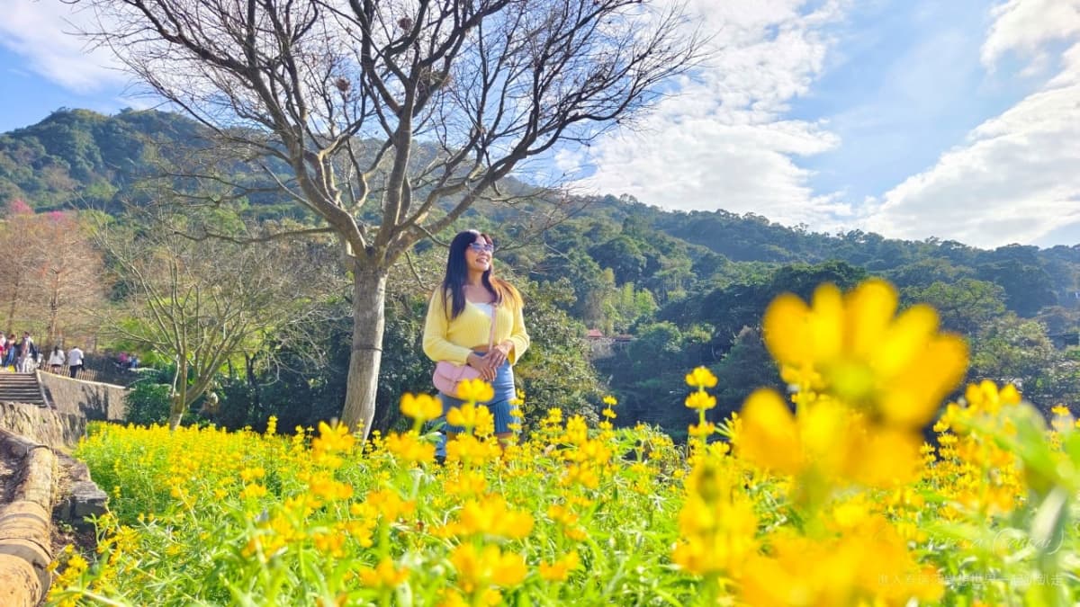 台北賞花地圖!「櫻花開了」陽明山花季登場,「台版富良野」美不勝收 台北賞花地圖!「櫻花開了」陽明山花季登場,「台版富良野」美不勝收