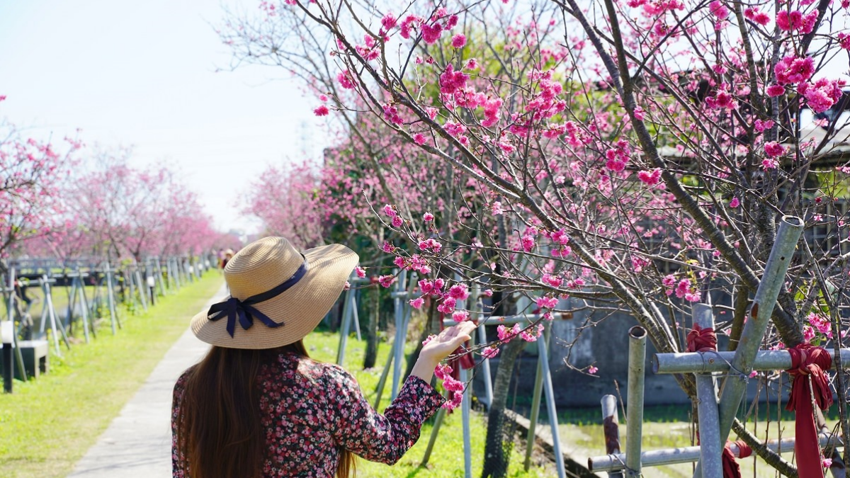 羅莊櫻花步道 img