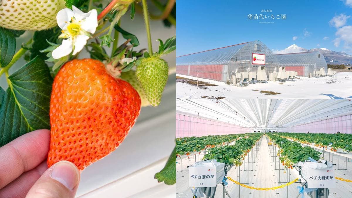 4品種草莓吃到飽!45分鐘「草莓放題」還能免費加煉乳,一年四季都能採