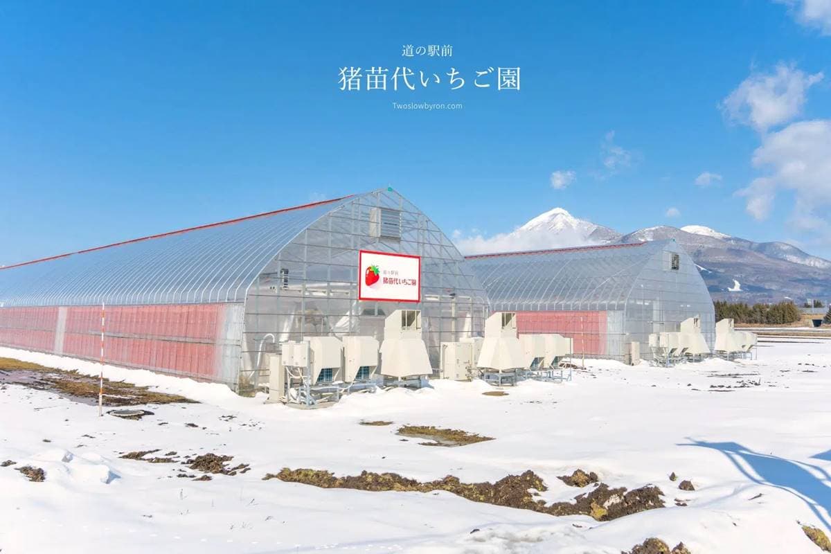 4品種草莓吃到飽!45分鐘「草莓放題」還能免費加煉乳,一年四季都能採 4品種草莓吃到飽!45分鐘「草莓放題」還能免費加煉乳,一年四季都能採