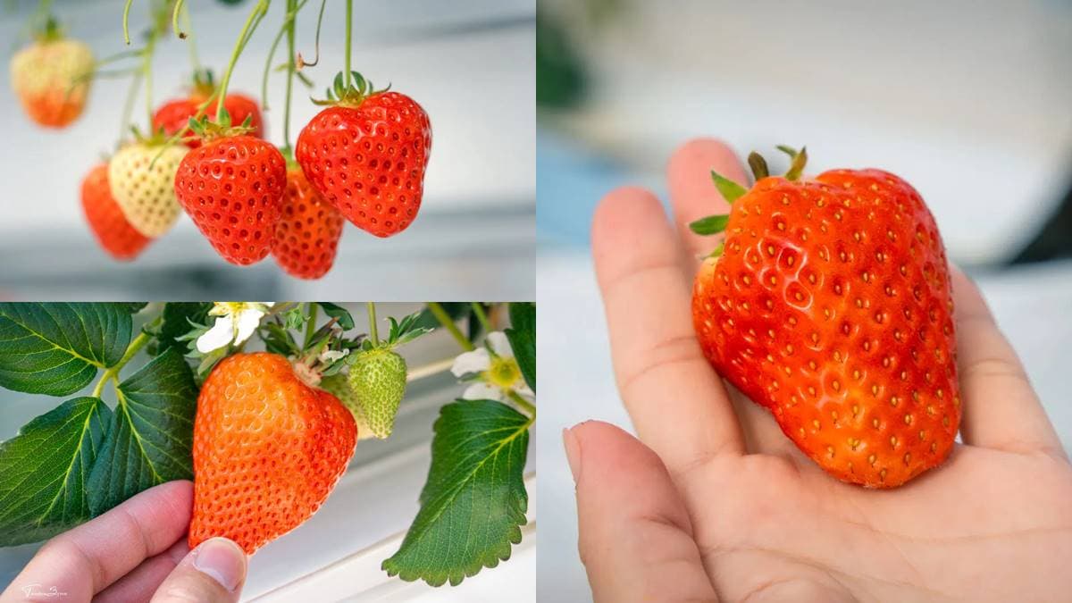 4品種草莓吃到飽!45分鐘「草莓放題」還能免費加煉乳,一年四季都能採 4品種草莓吃到飽!45分鐘「草莓放題」還能免費加煉乳,一年四季都能採