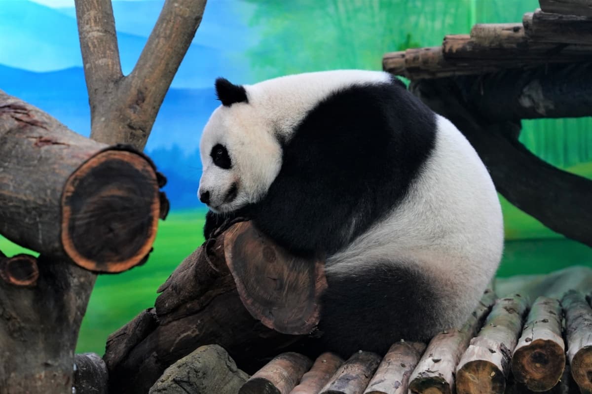 入住爽吃窯烤披薩、送動物園門票!台北3飯店新年優惠活動一次看 入住爽吃窯烤披薩、送動物園門票!台北3飯店新年優惠活動一次看