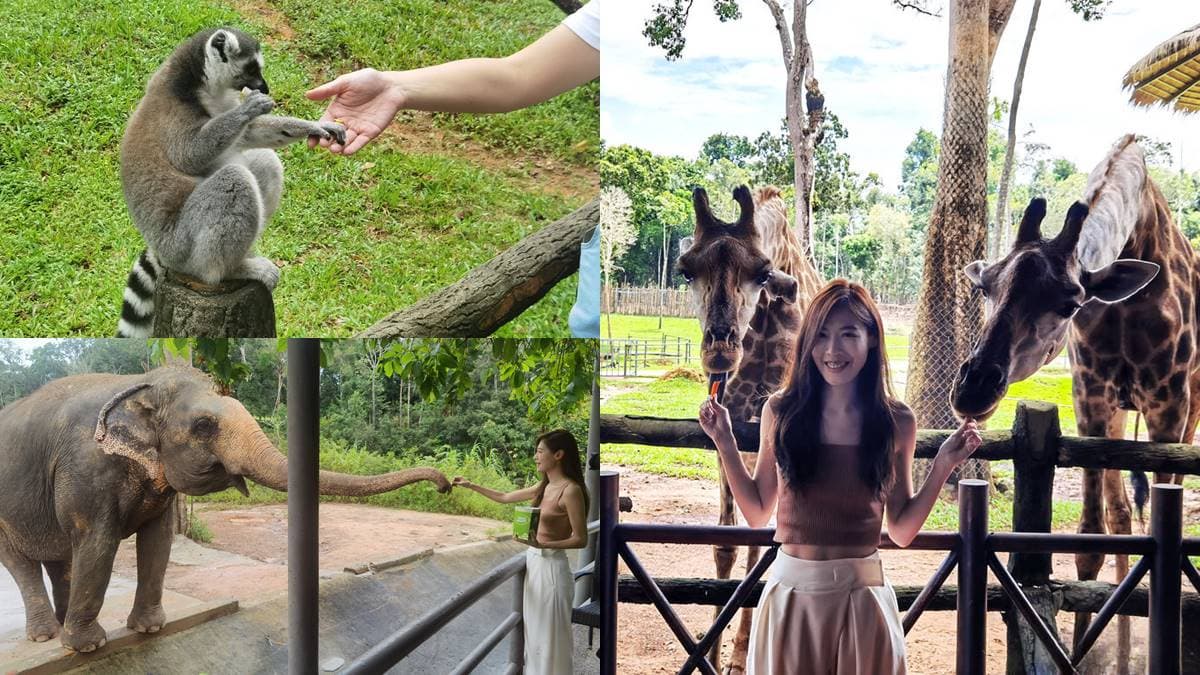 近距離餵長頸鹿、狐猴!親子必逛最強「開放式野生動物園」,還有動物表演秀