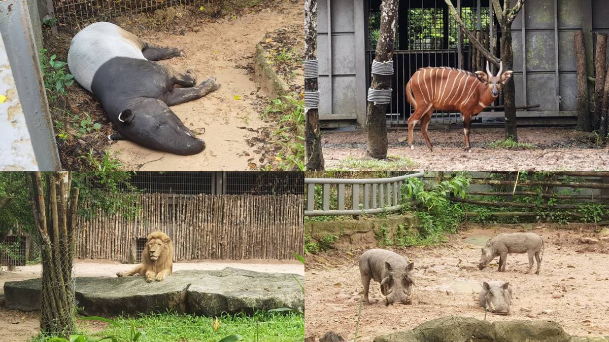 近距離餵長頸鹿、狐猴!親子必逛最強「開放式野生動物園」,還有動物表演秀 近距離餵長頸鹿、狐猴!親子必逛最強「開放式野生動物園」,還有動物表演秀