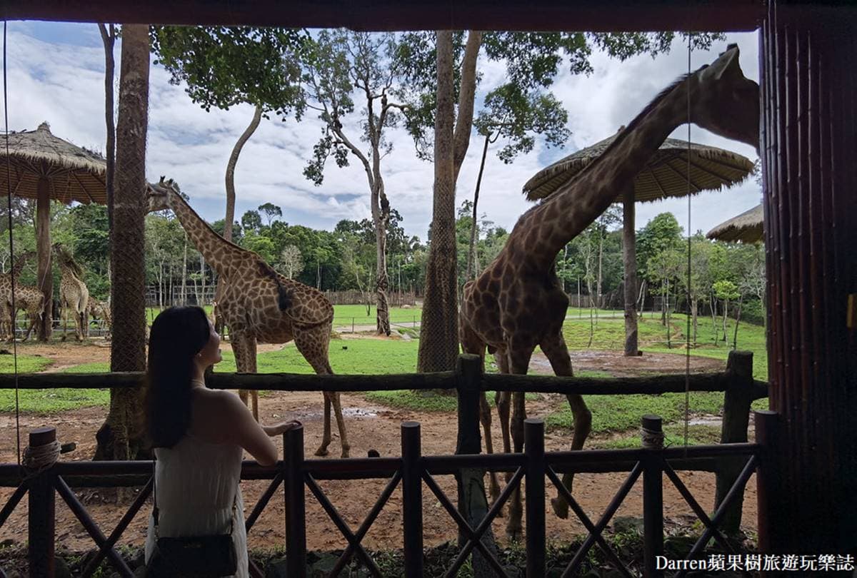 近距離餵長頸鹿、狐猴!親子必逛最強「開放式野生動物園」,還有動物表演秀 近距離餵長頸鹿、狐猴!親子必逛最強「開放式野生動物園」,還有動物表演秀