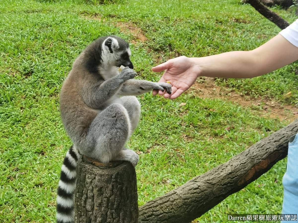 近距離餵長頸鹿、狐猴!親子必逛最強「開放式野生動物園」,還有動物表演秀 近距離餵長頸鹿、狐猴!親子必逛最強「開放式野生動物園」,還有動物表演秀
