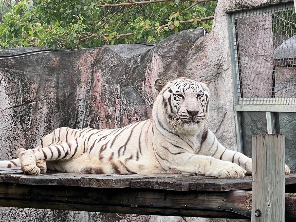 壽山動物園 春節優惠12歲以下兒童「免費入園」