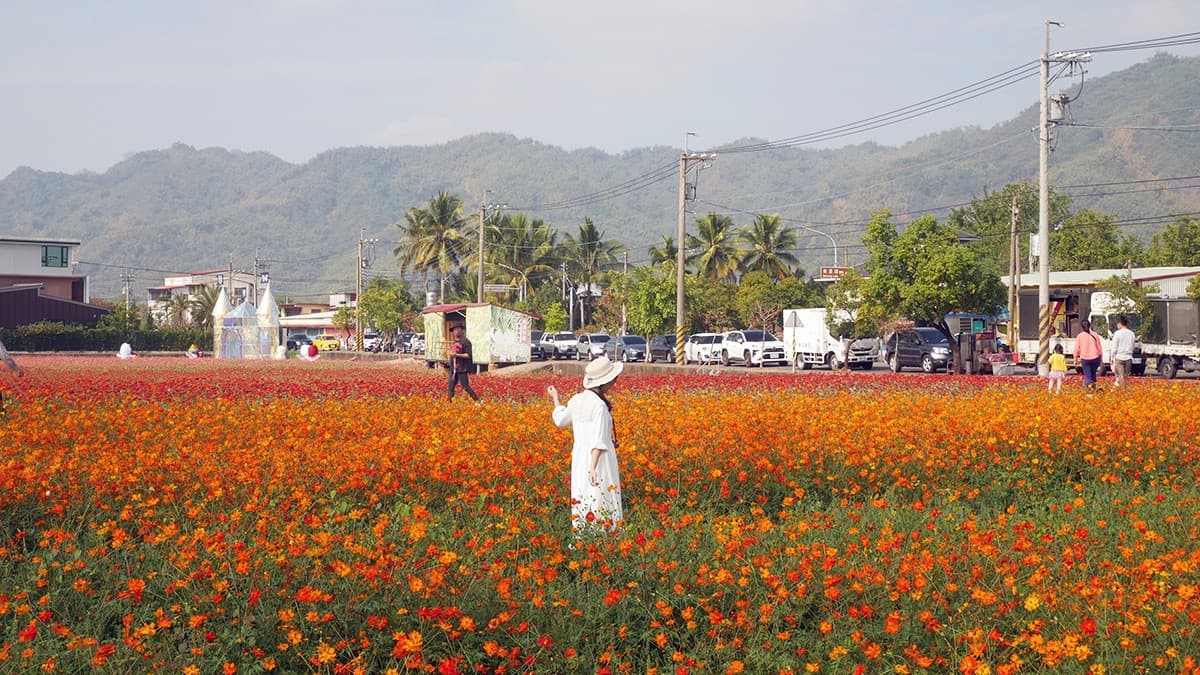 高雄走春賞花去!「2025美濃花海節」浪漫開跑,最佳賞花期、4大花海搶先看 高雄走春賞花去!「2025美濃花海節」浪漫開跑,最佳賞花期、4大花海搶先看