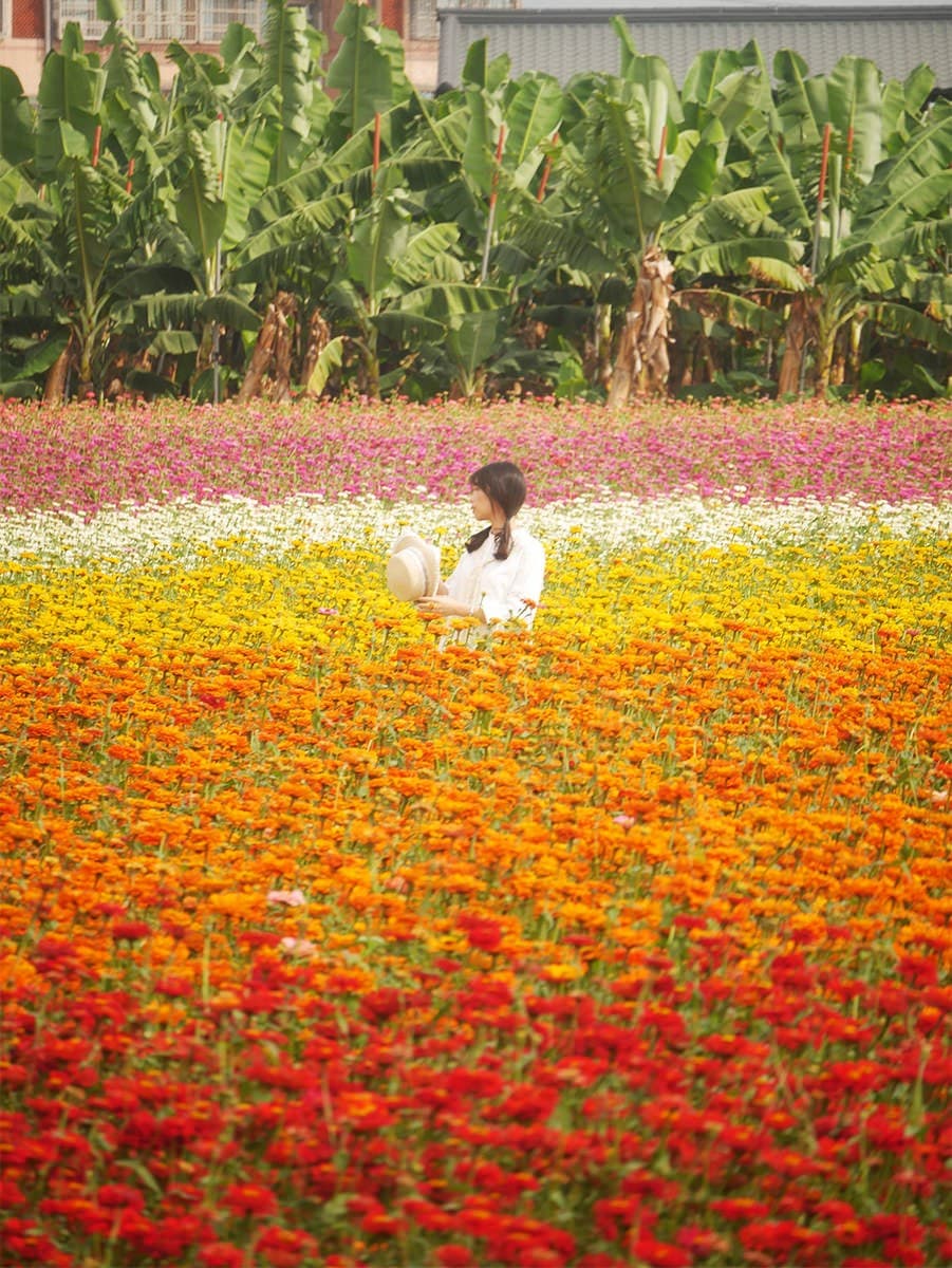 高雄走春賞花去!「2025美濃花海節」浪漫開跑,最佳賞花期、4大花海搶先看 高雄走春賞花去!「2025美濃花海節」浪漫開跑,最佳賞花期、4大花海搶先看