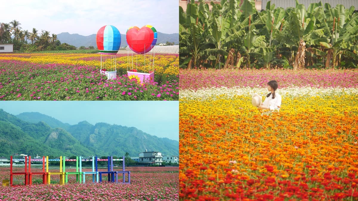 高雄走春賞花去!「2025美濃花海節」浪漫開跑,最佳賞花期、4大花海搶先看