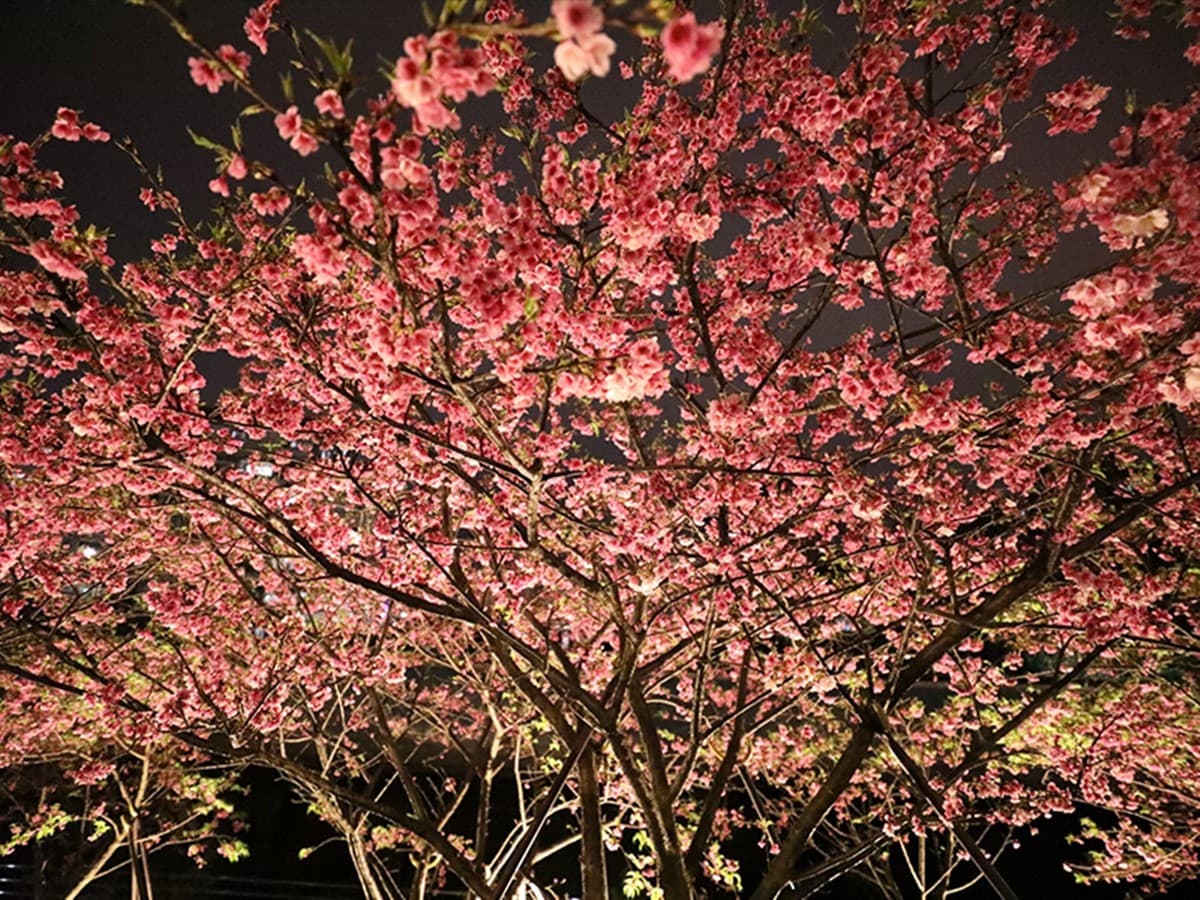 迪士尼公主免費拍!2025「內湖夜櫻季」登場,賞花逛市集、還有公主音樂會 迪士尼公主免費拍!2025「內湖夜櫻季」登場,賞花逛市集、還有公主音樂會