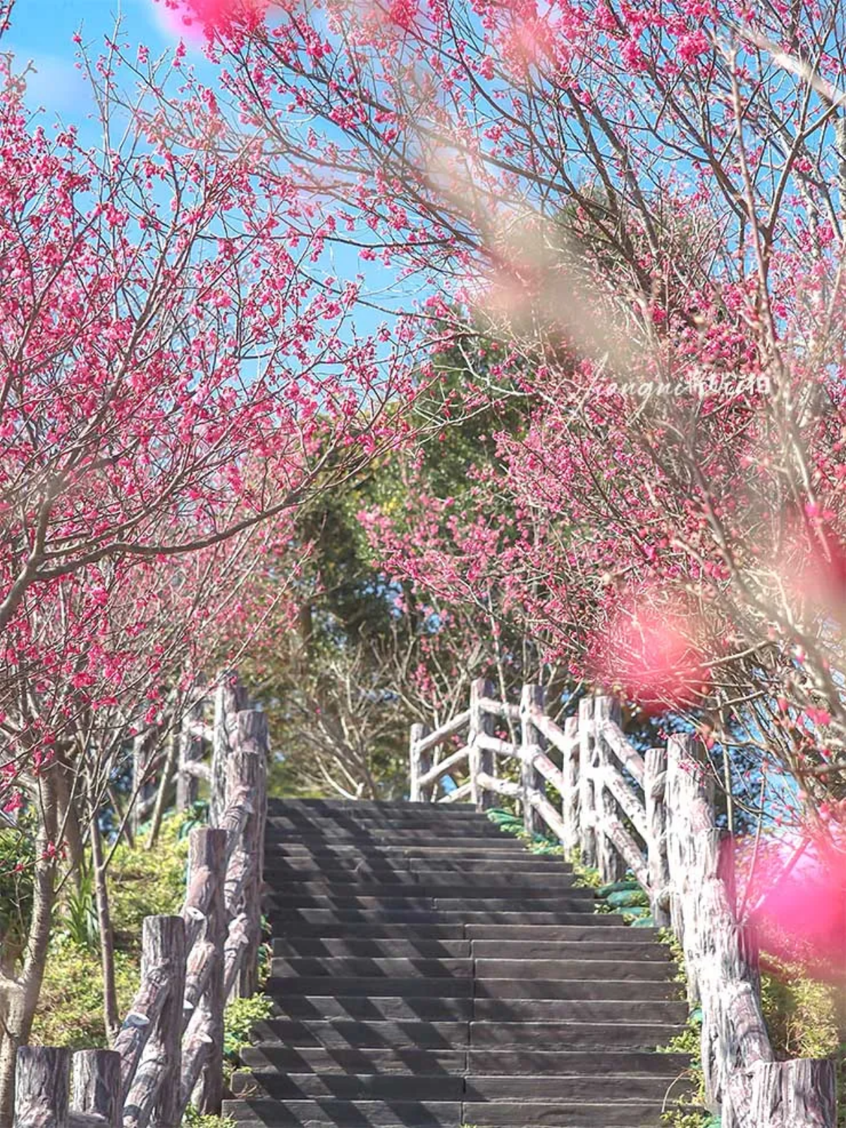 櫻花季必看!內湖樂活公園、淡水天元宮夜櫻迷人氛圍,還有4處必去賞櫻地點 櫻花季必看!內湖樂活公園、淡水天元宮夜櫻迷人氛圍,還有4處必去賞櫻地點