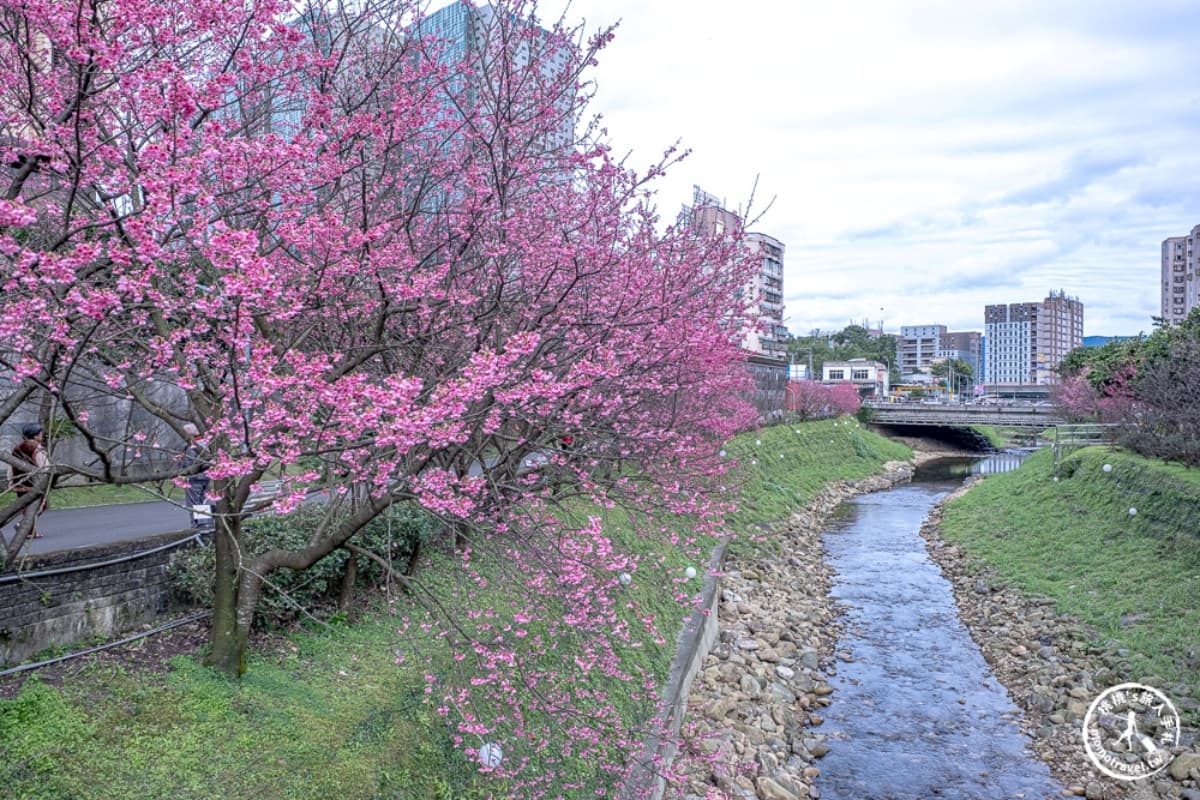 櫻花季必看!內湖樂活公園、淡水天元宮夜櫻迷人氛圍,還有4處必去賞櫻地點 櫻花季必看!內湖樂活公園、淡水天元宮夜櫻迷人氛圍,還有4處必去賞櫻地點