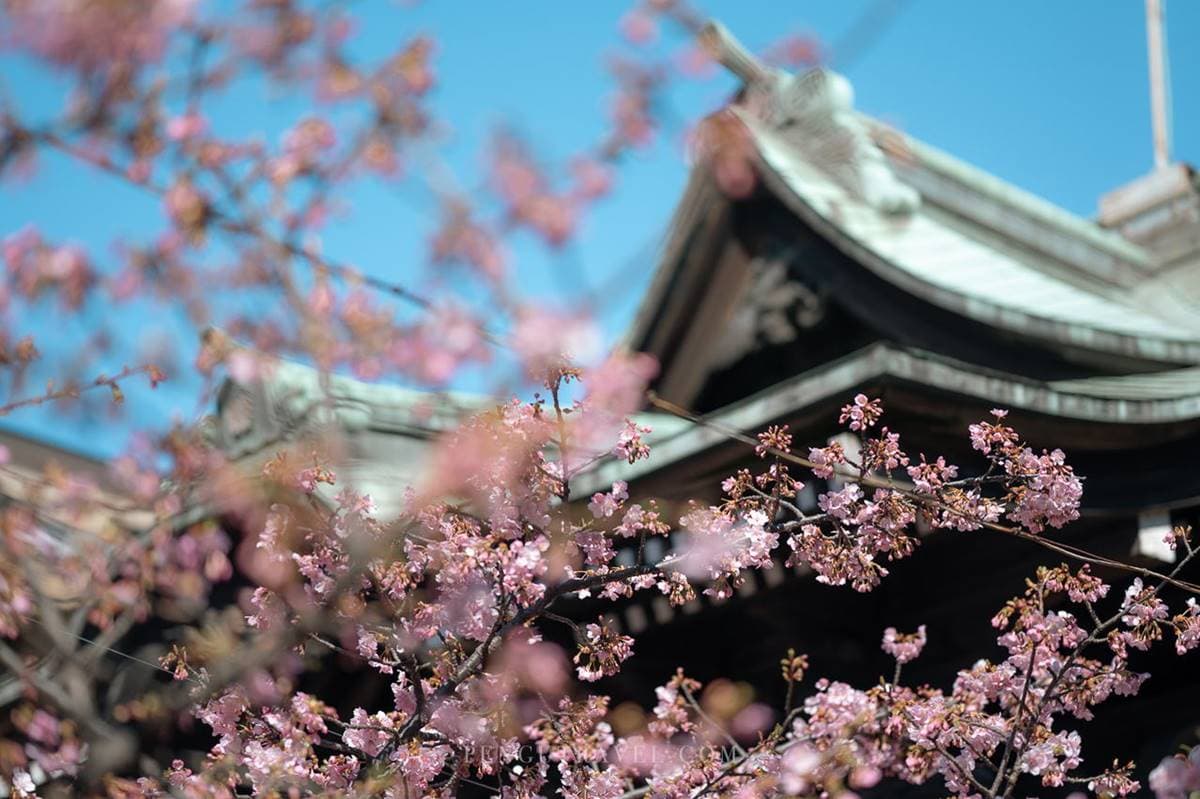 東京賞櫻祕境!「絕美神社」粉色緞帶與櫻花齊飛,蕾絲御守、櫻花朱印必收藏 東京賞櫻祕境!「絕美神社」粉色緞帶與櫻花齊飛,蕾絲御守、櫻花朱印必收藏