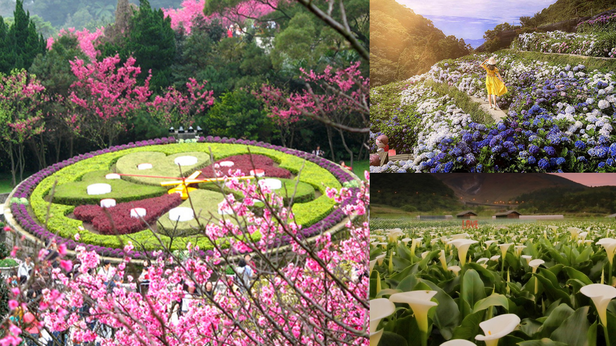 一年四季都有花!「2026陽明山花季」開花情報、賞花地圖,陽明山一日遊推薦