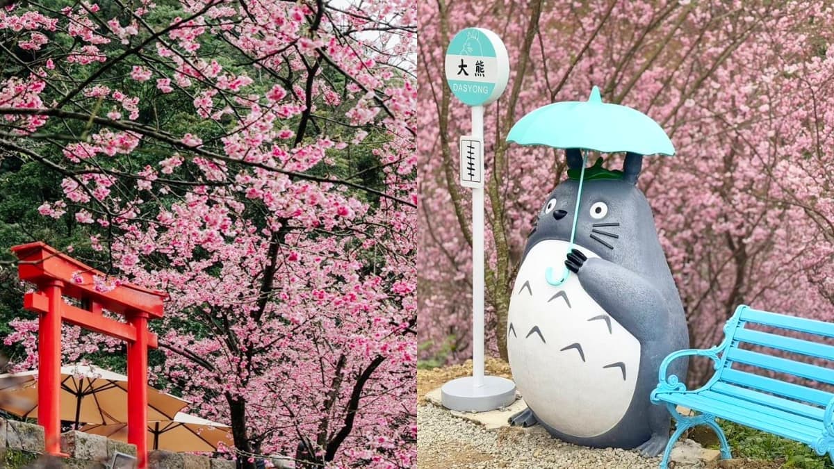 台灣就有夢幻櫻花海!新北最強賞櫻祕境,4000棵櫻花樹、6大品種接力開花