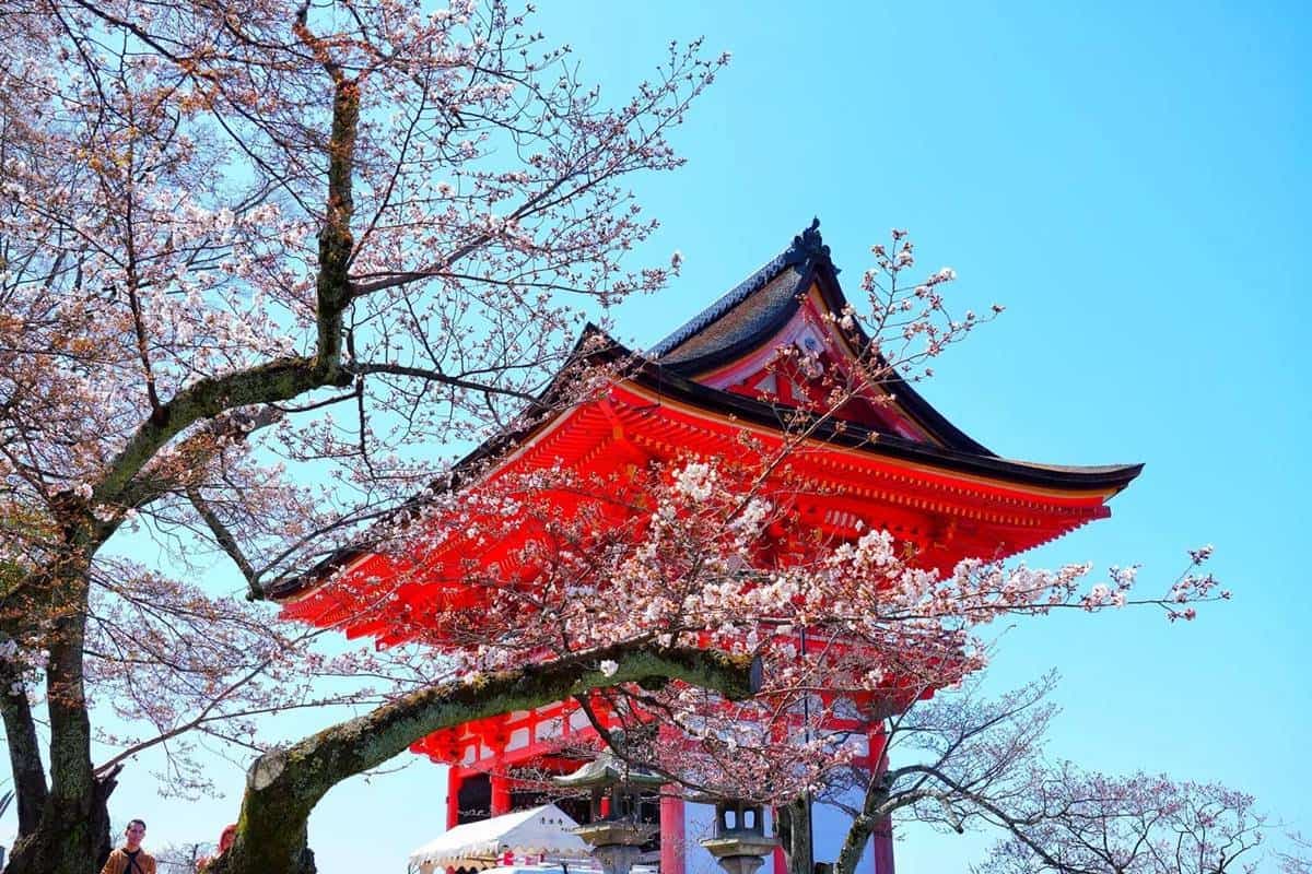 2025日本賞櫻攻略!最新櫻花時間預測,東京、京都、北海道12賞櫻景點推薦 2025日本賞櫻攻略!最新櫻花時間預測,東京、京都、北海道12賞櫻景點推薦