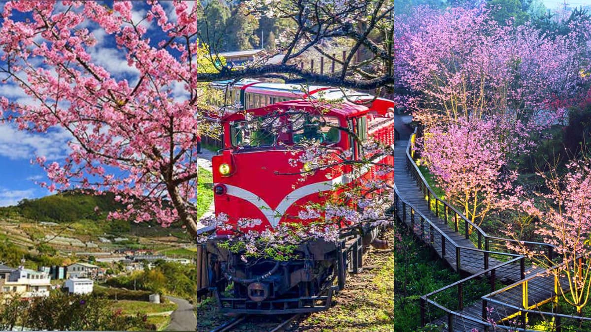 最新「阿里山櫻花花況」2026賞櫻景點攻略,阿里山賞櫻必看!