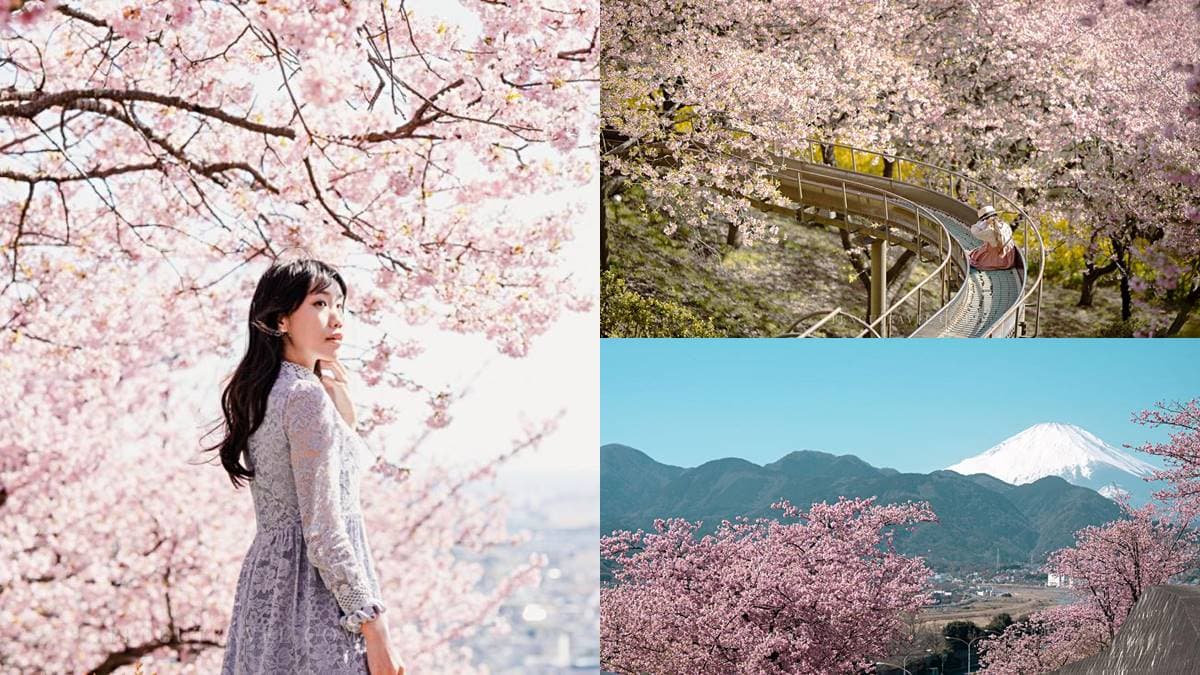 夢幻爆棚!東京近郊玩「櫻花溜滑梯」,再拍「春櫻同框富士山」明信片美景