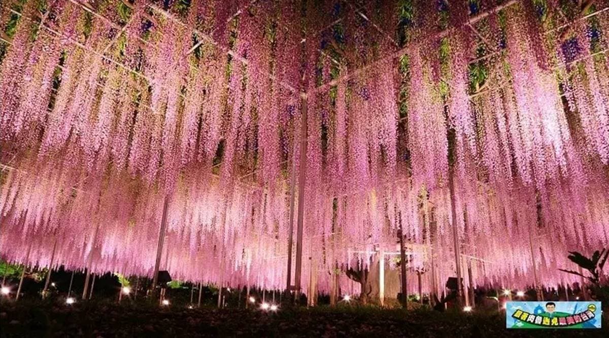 足利花卉公園 img