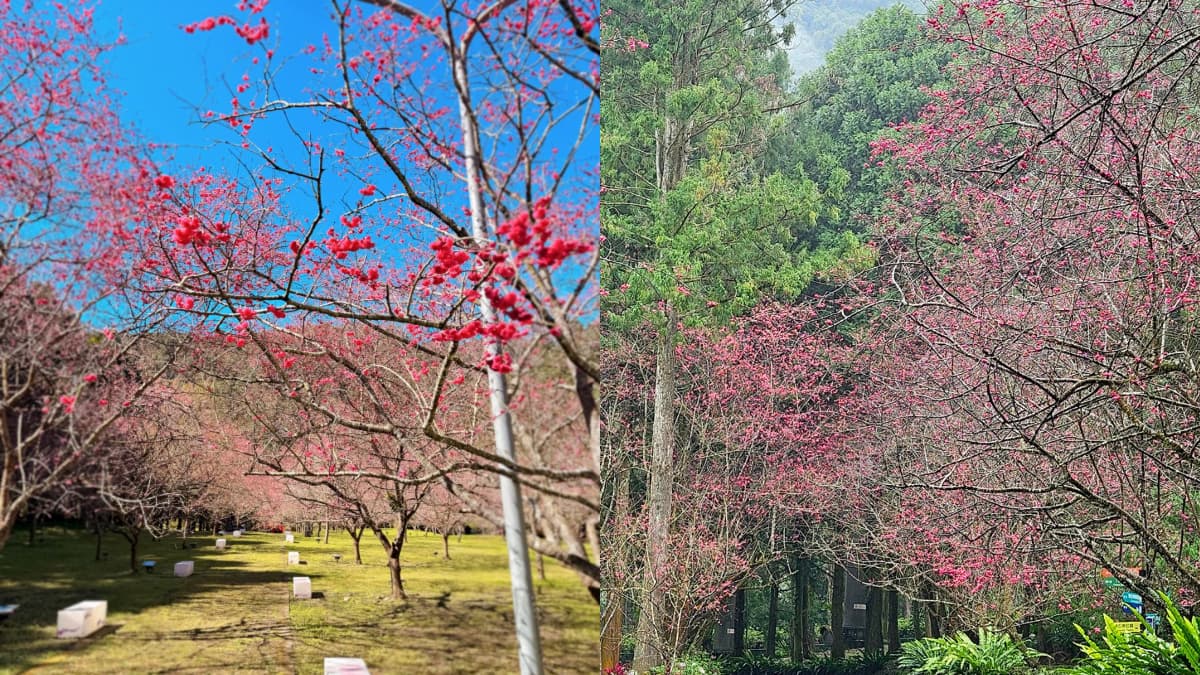 「九族櫻花季」全台最美櫻花季:2026開花時間、9大限定活動 「九族櫻花季」全台最美櫻花季:2026開花時間、9大限定活動