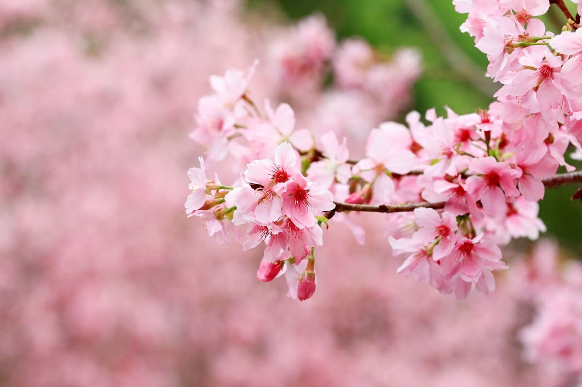 櫻花、湖景一次滿足!入住飯店送九族門票、步道導覽,日月潭賞櫻正是時候 櫻花、湖景一次滿足!入住飯店送九族門票、步道導覽,日月潭賞櫻正是時候