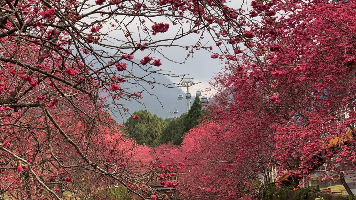 櫻花、湖景一次滿足!入住飯店送九族門票、步道導覽,日月潭賞櫻正是時候 櫻花、湖景一次滿足!入住飯店送九族門票、步道導覽,日月潭賞櫻正是時候