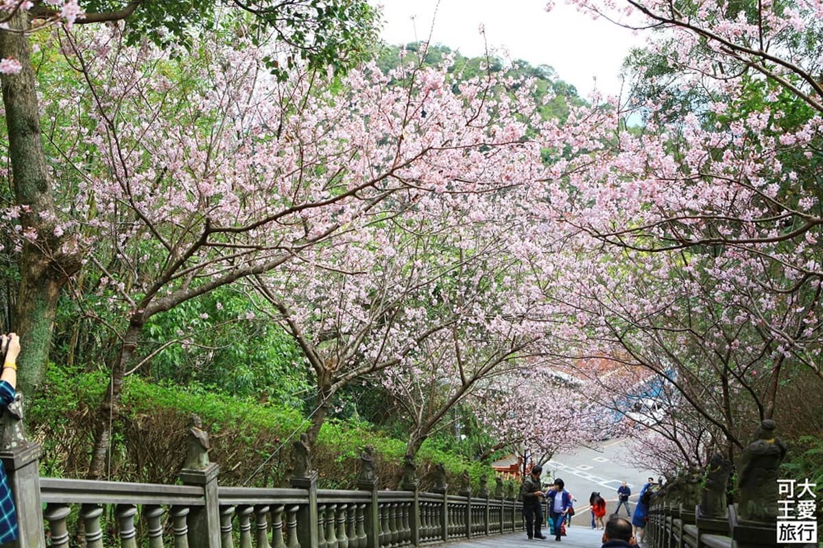 開在廟裡的隱藏版咖啡廳!隨喜價喝咖啡、賞內湖最強美景,再收絕美櫻花隧道 開在廟裡的隱藏版咖啡廳!隨喜價喝咖啡、賞內湖最強美景,再收絕美櫻花隧道
