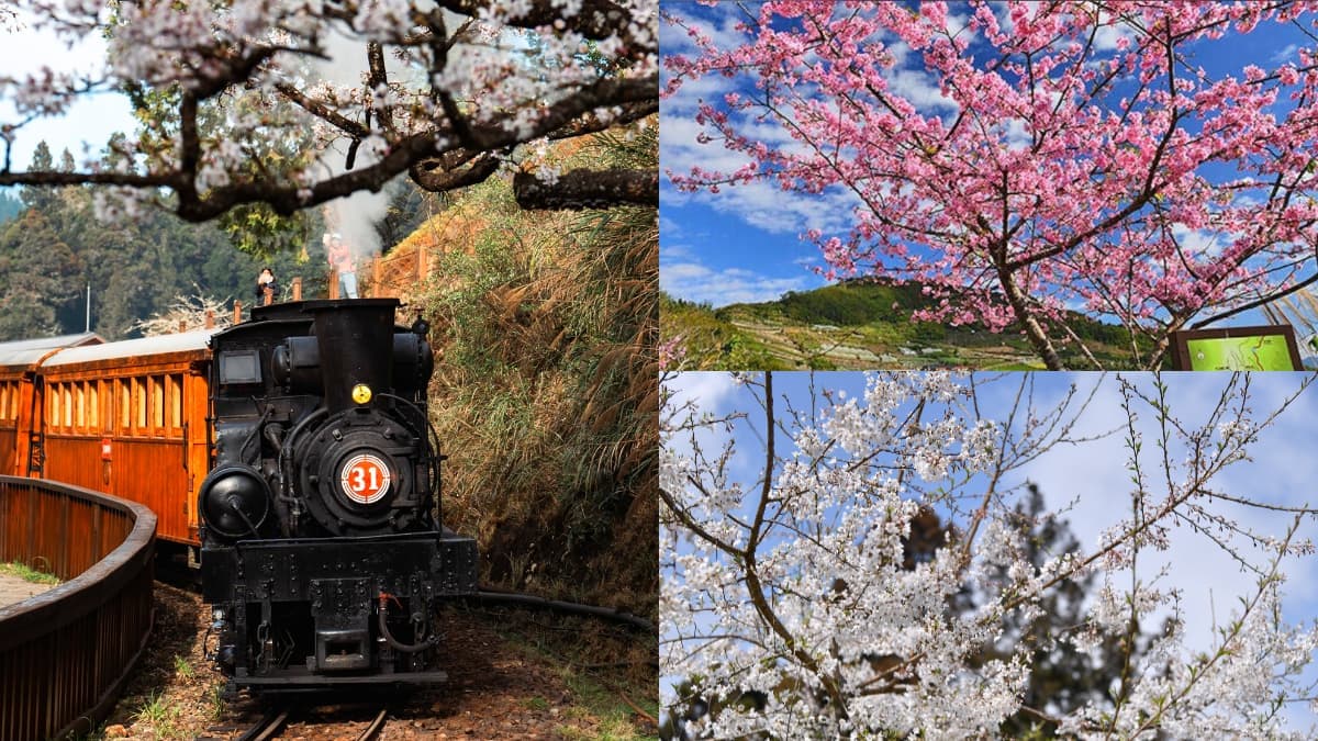 阿里山最夢幻賞櫻行程!花季限定「百年蒸氣列車」 搶票時間、遊程內容一次看