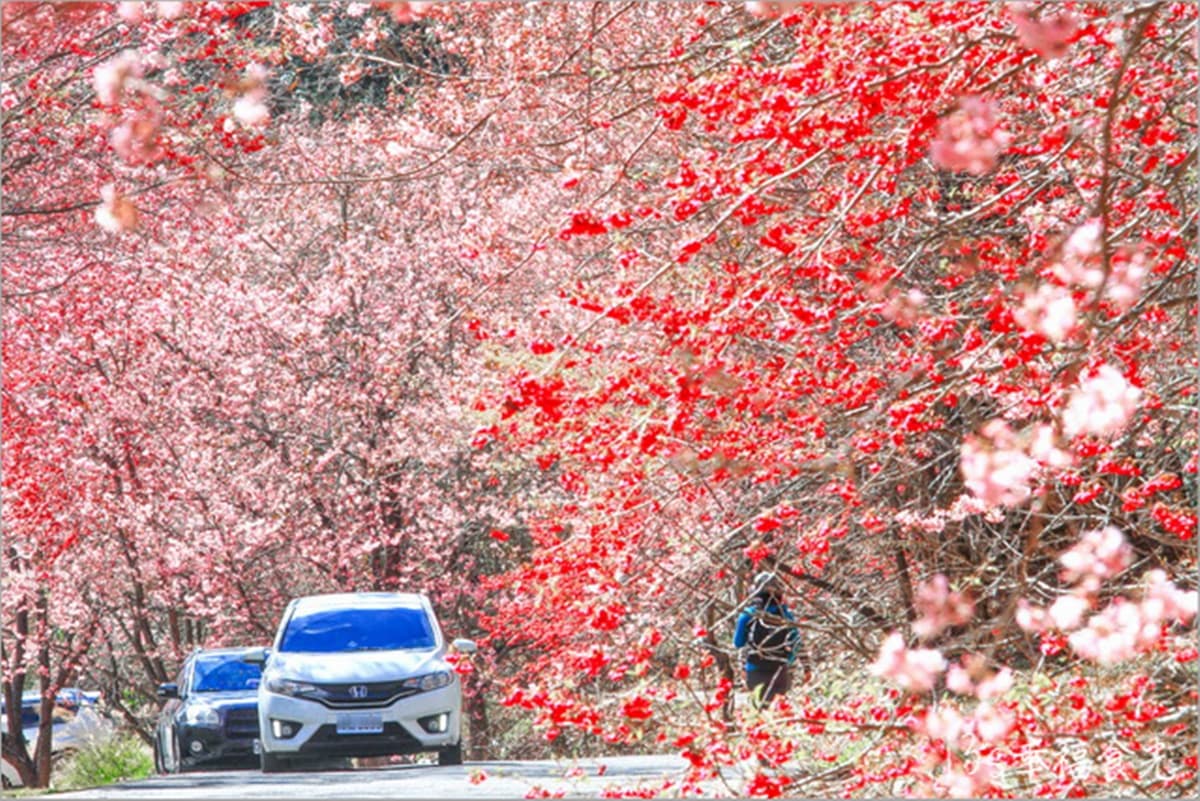 武陵農場櫻花季:2026開花時間、門票交通資訊|武陵賞花攻略 武陵農場櫻花季:2026開花時間、門票交通資訊|武陵賞花攻略