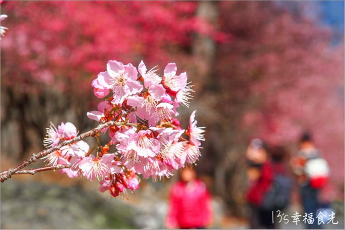 武陵農場櫻花季:2026開花時間、門票交通資訊|武陵賞花攻略 武陵農場櫻花季:2026開花時間、門票交通資訊|武陵賞花攻略