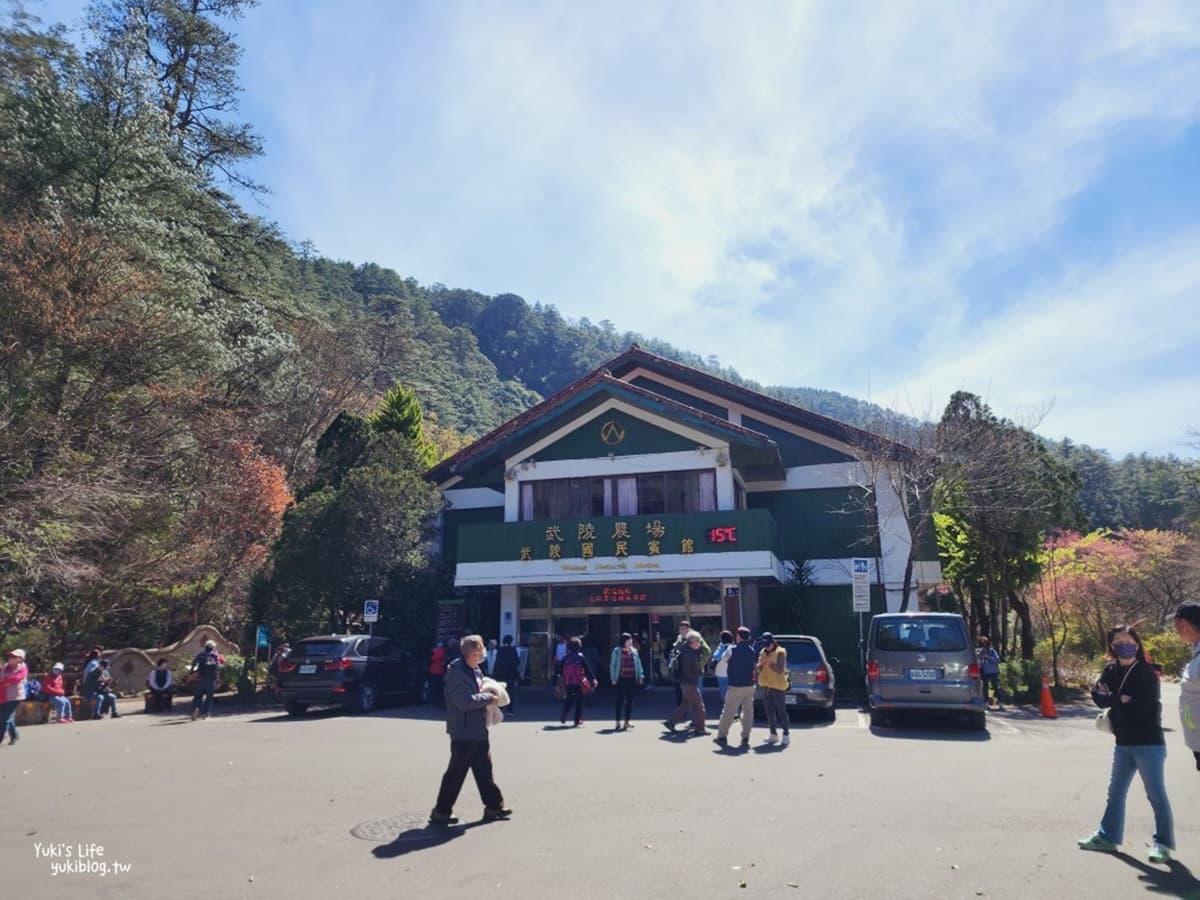 武陵農場櫻花季:2026開花時間、門票交通資訊|武陵賞花攻略 武陵農場櫻花季:2026開花時間、門票交通資訊|武陵賞花攻略